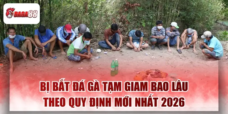 Bị Bắt Đá Gà Tạm Giam Bao Lâu Theo Quy Định Mới Nhất 2026