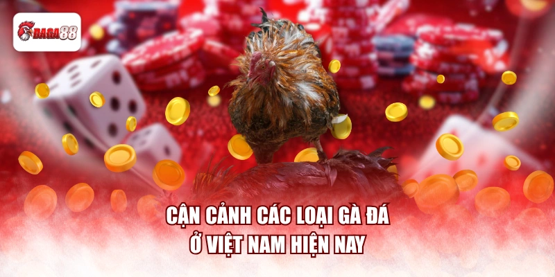 Cận cảnh các loại gà đá ở Việt Nam hiện nay