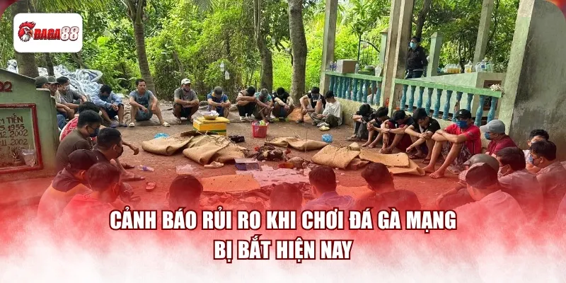 Cảnh báo rủi ro khi chơi đá gà mạng bị bắt hiện nay