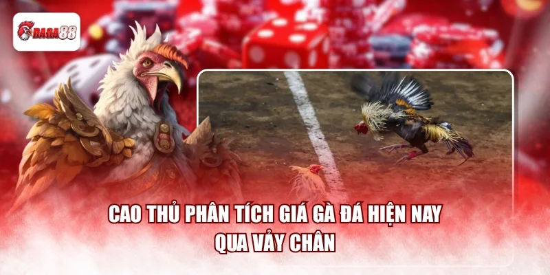 Cao thủ phân tích giá gà đá hiện nay qua vảy chân