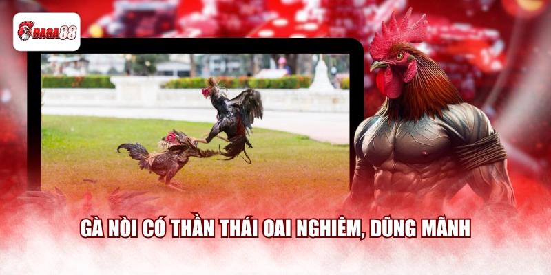 Gà nòi có thần thái oai nghiêm, dũng mãnh
