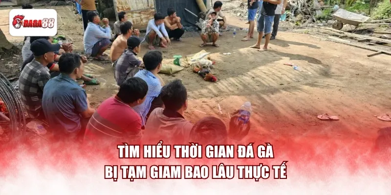 Tìm hiểu thời gian đá gà bị tạm giam bao lâu thực tế