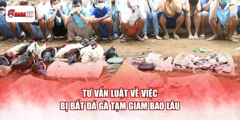 Tư vấn luật về việc bị bắt đá gà tạm giam bao lâu