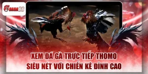 Xem Đá Gà Trực Tiếp Thomo Siêu Nét Với Chiến Kê Đỉnh Cao